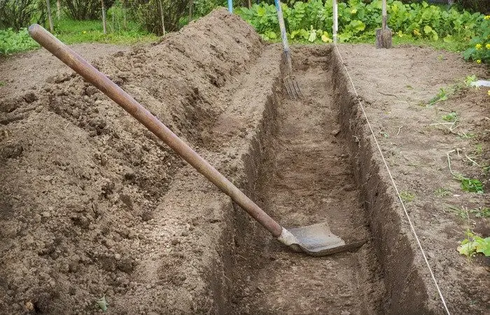 Kvalitets Plantor