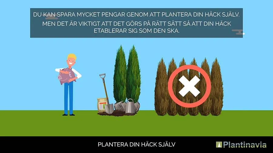 Plantera Din Nye Häck Själv