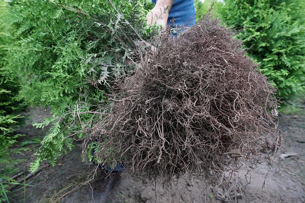 Thuja Brabant Rotklump