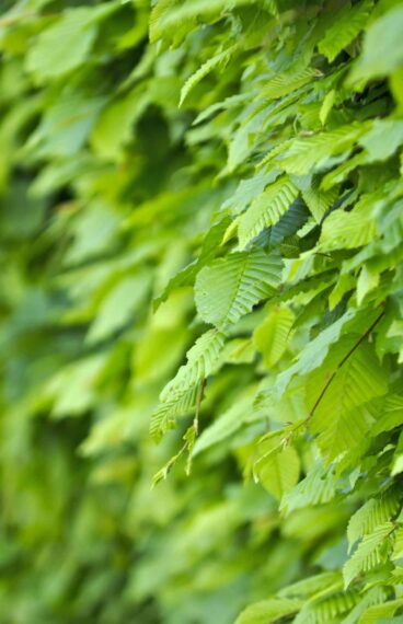 Avenbok Carpinus Betulus Close