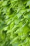Avenbok Carpinus Betulus Close