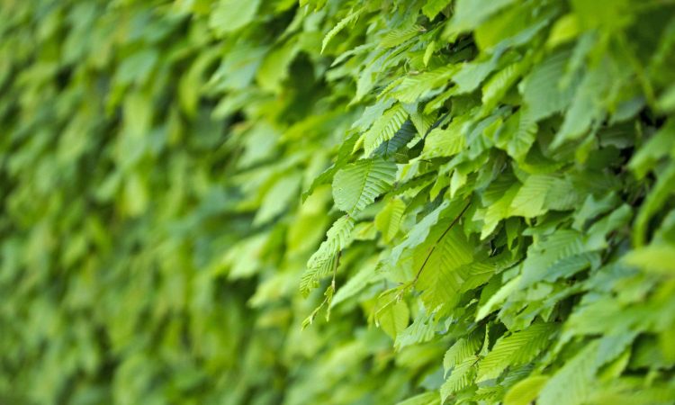 Avenbok Carpinus Betulus Close