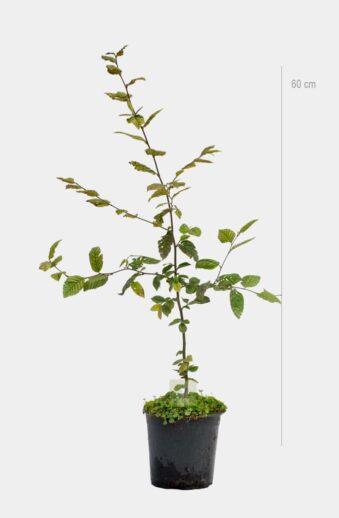 Avenbok 60cm Krukodlad Premium