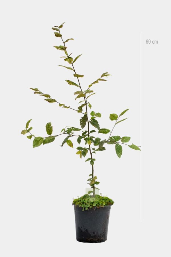 Avenbok 60cm Krukodlad Premium