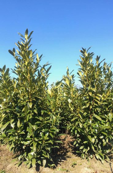 Prunus L. Hergergii 100-125cm