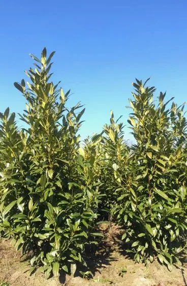 Prunus L. Hergergii 100-125cm