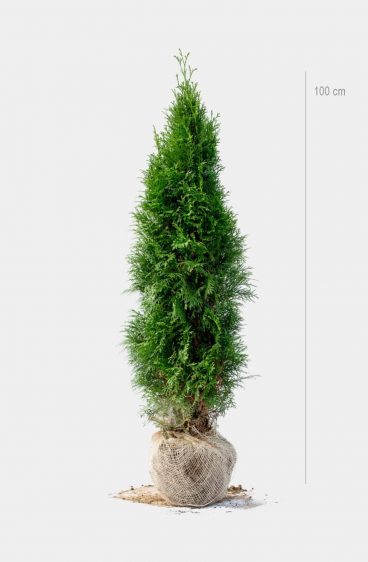 Thuja Smaragd