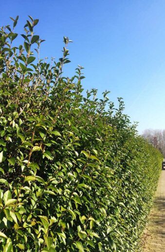 Vintergrön Liguster planterad.