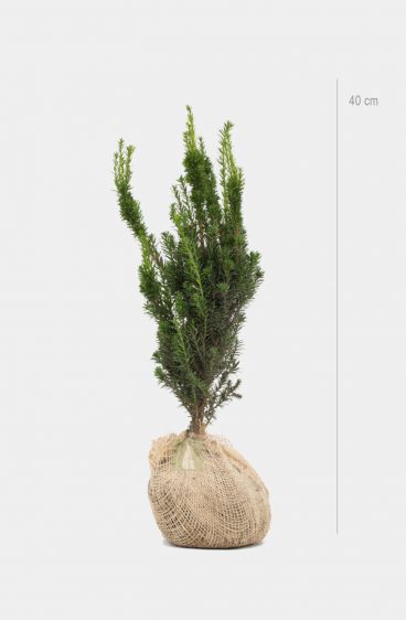 Hybrididegran Hillii