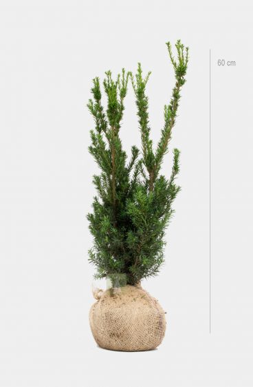Hybrididegran Hillii