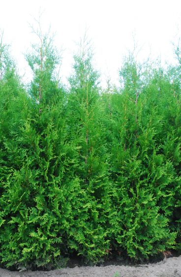 Thuja Brabant