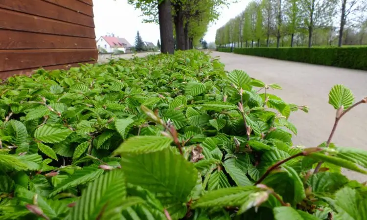 Bokhäck header