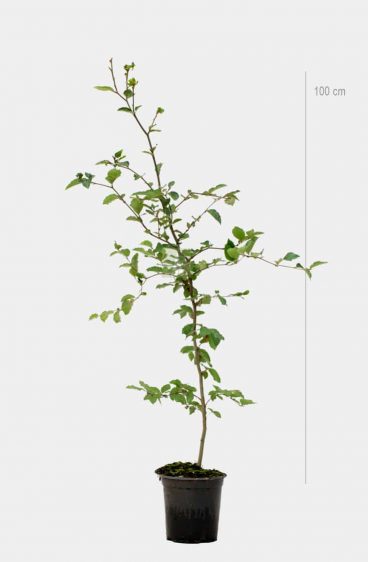 Vanlig bok (Fagus Sylvatica)