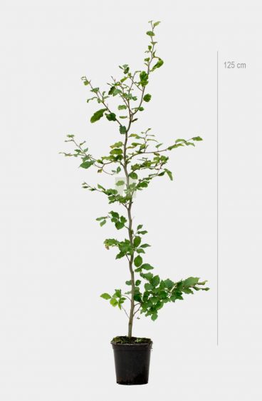 Vanlig bok (Fagus Sylvatica)