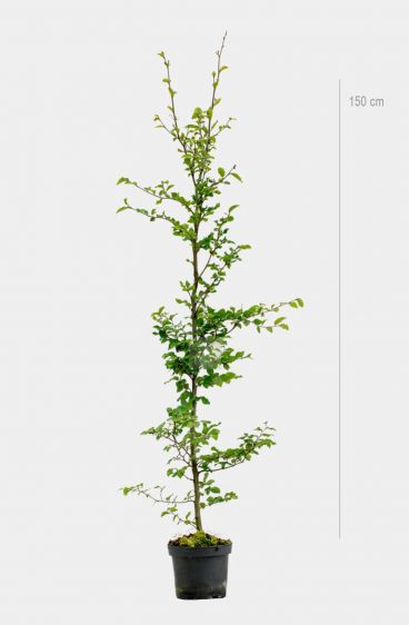 Vanlig bok (Fagus Sylvatica)