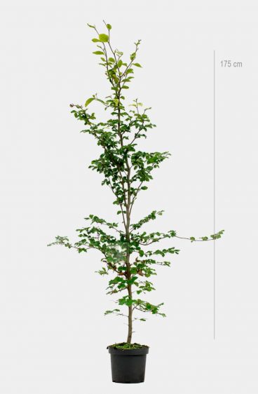 Vanlig bok (Fagus Sylvatica)
