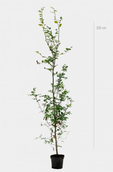 Vanlig bok (Fagus Sylvatica)