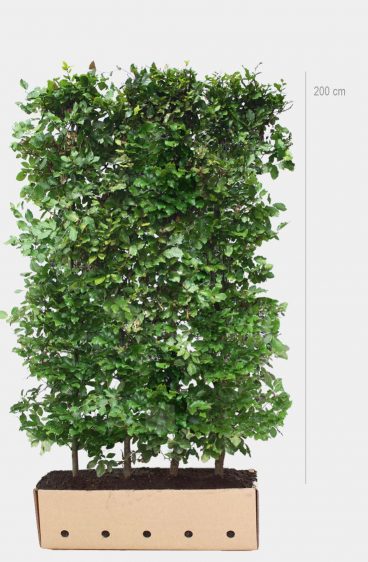 Vanlig bok (Fagus Sylvatica)