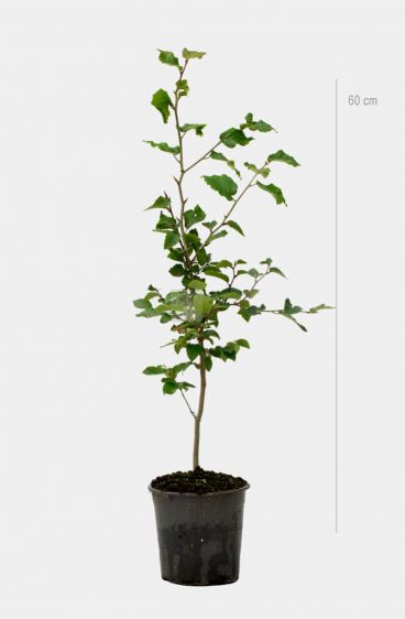Vanlig bok (Fagus Sylvatica)