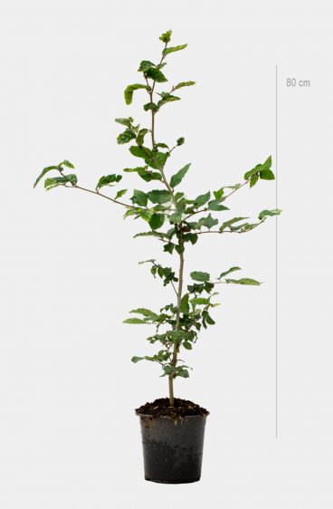 Vanlig bok (Fagus Sylvatica)