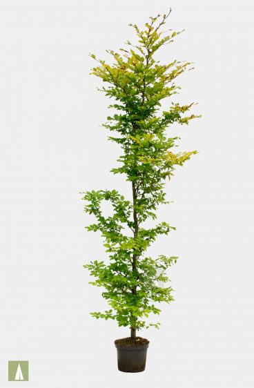 Vanlig bok (Fagus Sylvatica)