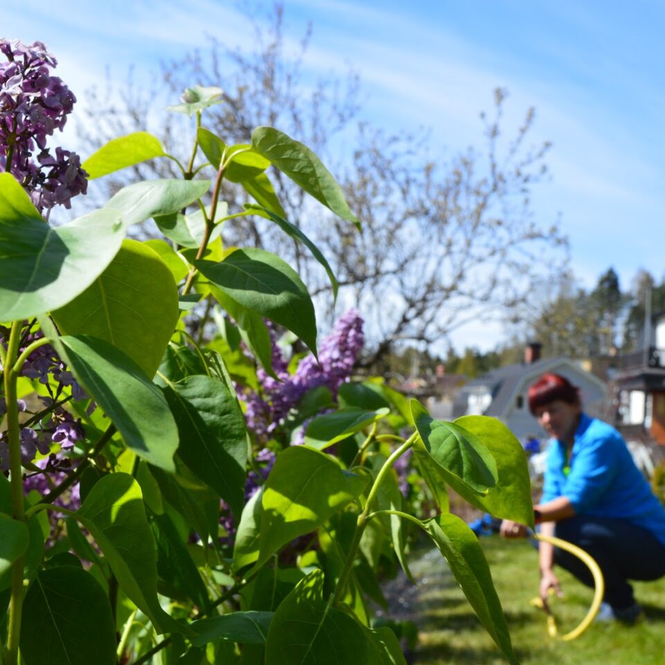 Syren häck plantering