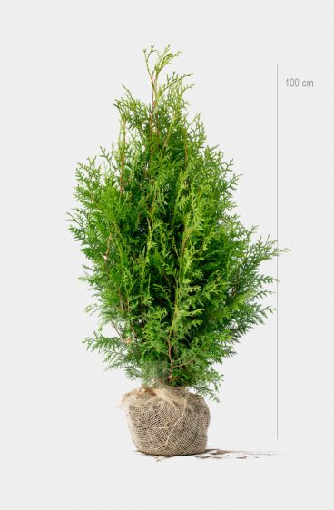 Thuja Brabant