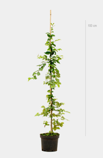 Avenbok Kruka Välgrenad 100cm