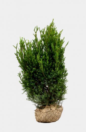 Hybrididegran Hillii