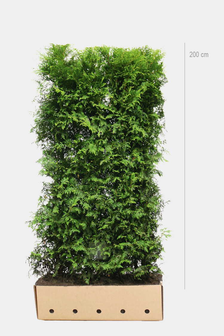 Färdiga häckelement Thuja Brabant 200cm