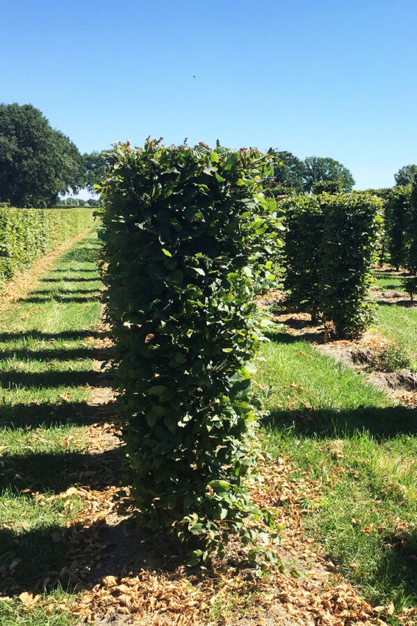 Avenbok Färdig Häck 150cm 50x50cm