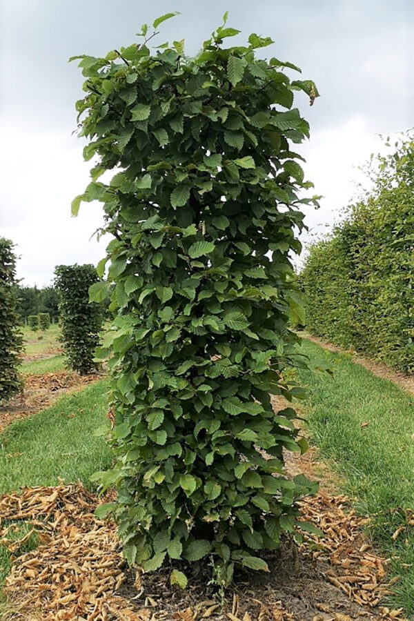 Avenbok Färdig Häck 200cm 50x50cm