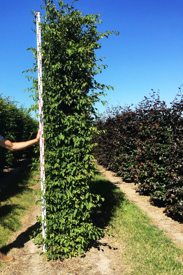 Avenbok Färdig Häck 300cm 50x50cm