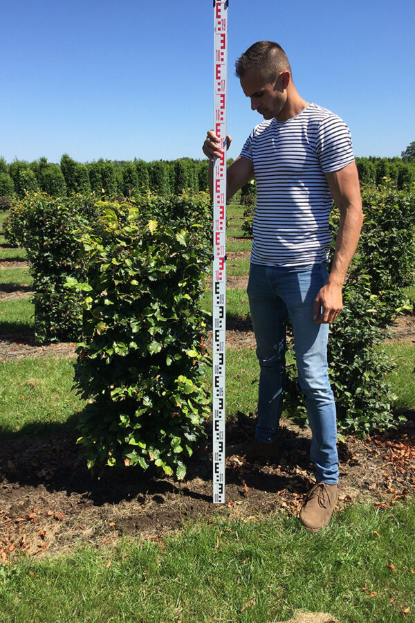 Vanlig Bok 120cm 50x50cm