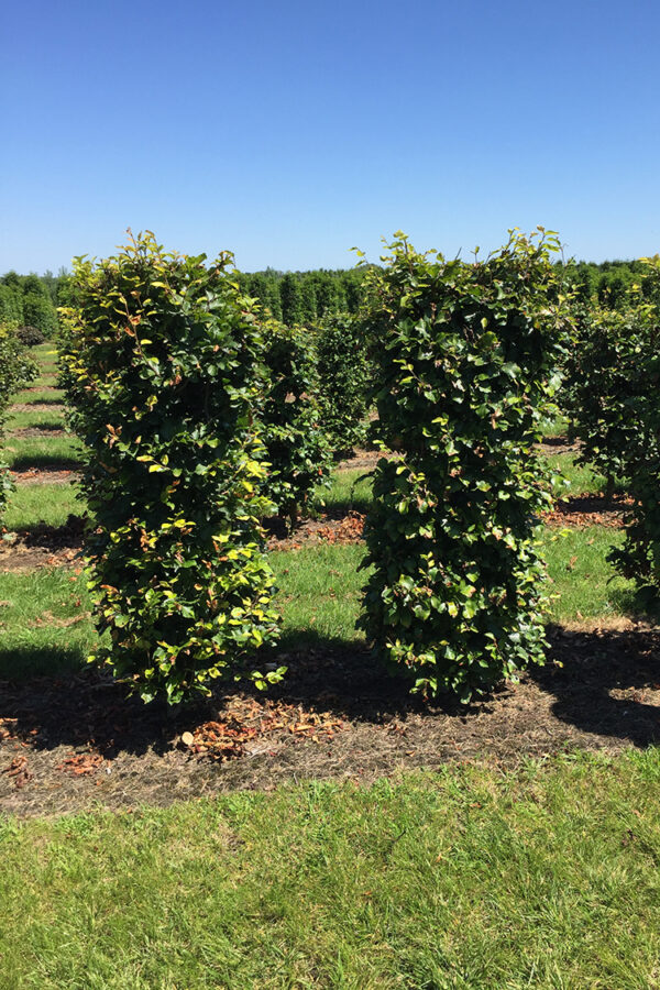 Två stycken Vanlig Bok 140cm 50x50cm bredvid varandra.