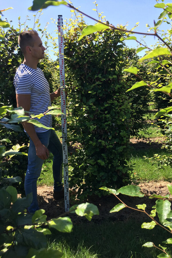 Vanlig Bok Färdig Häck 200-250cm