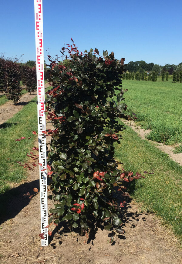 Blodbok 120-140cm färdig häck 50x50cm