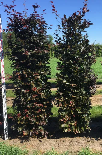 Två stycken färdigväxta Blodbokhäckar 200-225cm