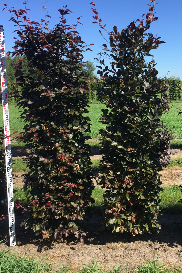 Två stycken färdigväxta Blodbokhäckar 200-225cm