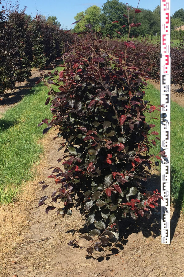 Blodbok Färdig Häck 100cm