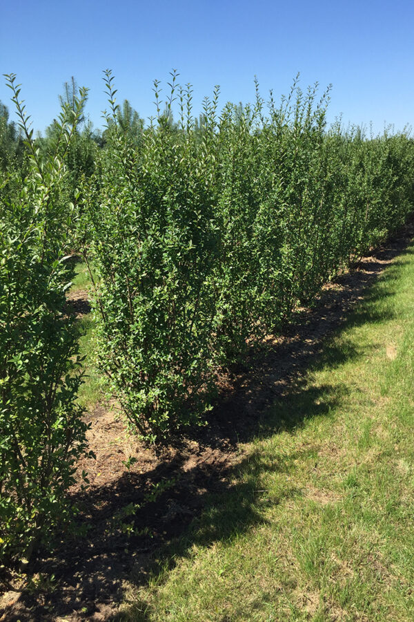 Vinterliguster Färdighäck