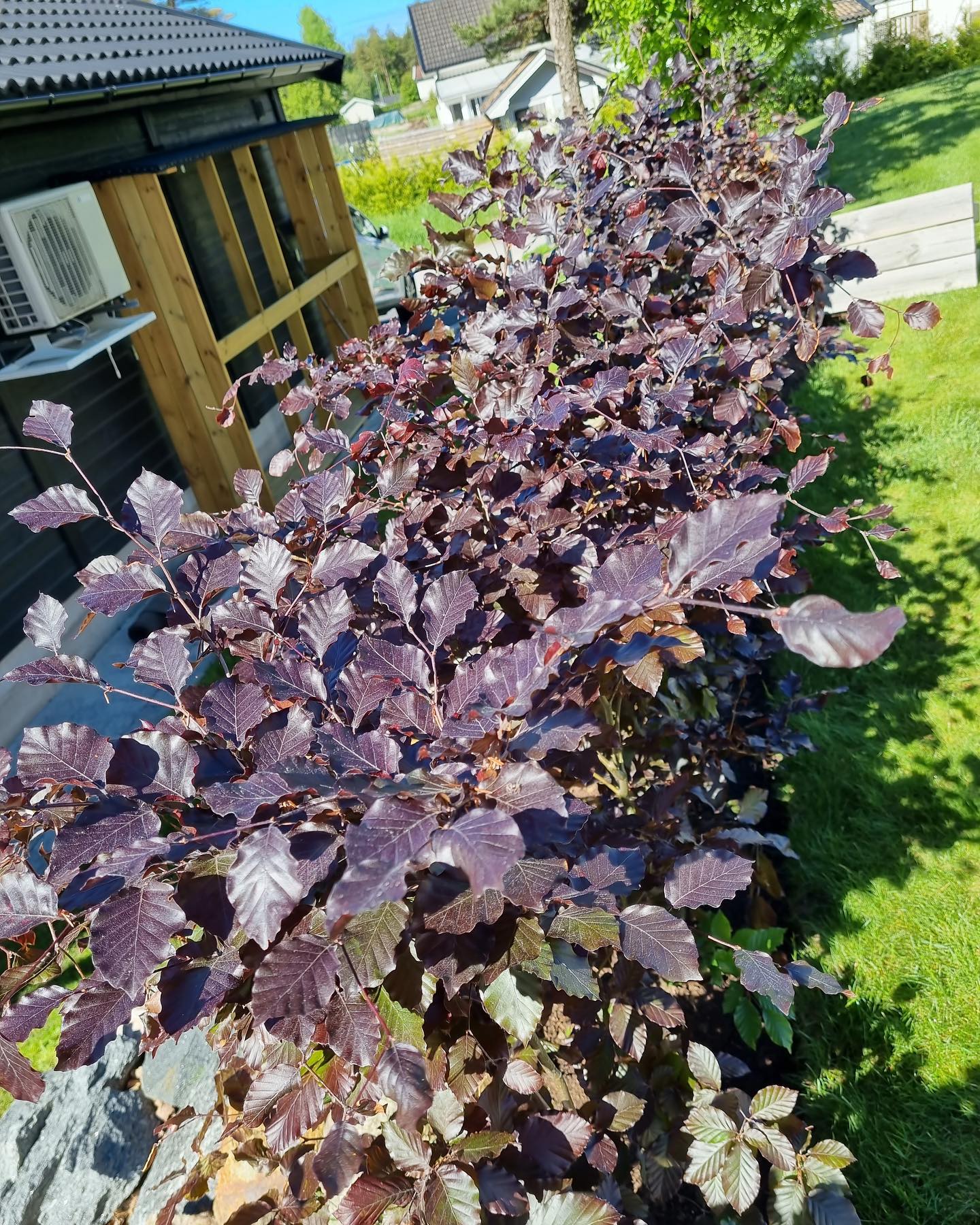 Nyplanterad blodbok från Plantinavia