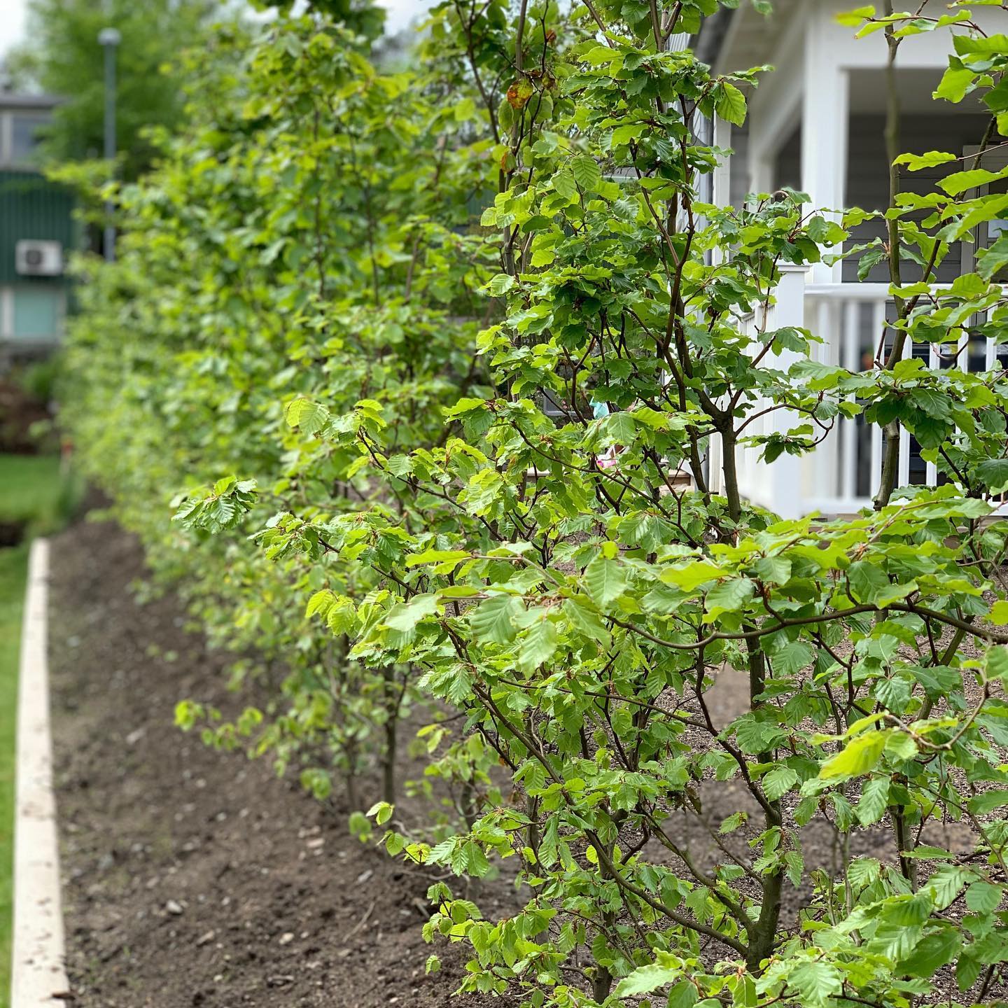 Bokhäck från Plantinavia – nyplanterad och frodig