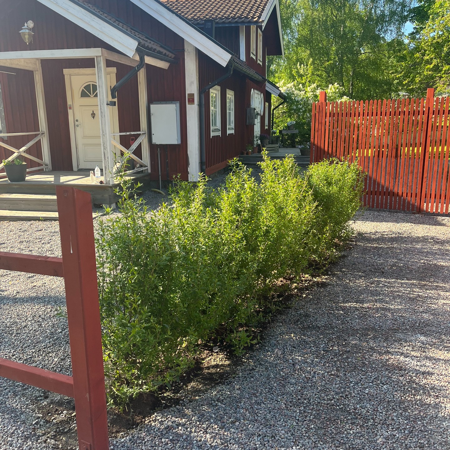 Ligusterhäck från outlet – tät, frisk och oväntat fin