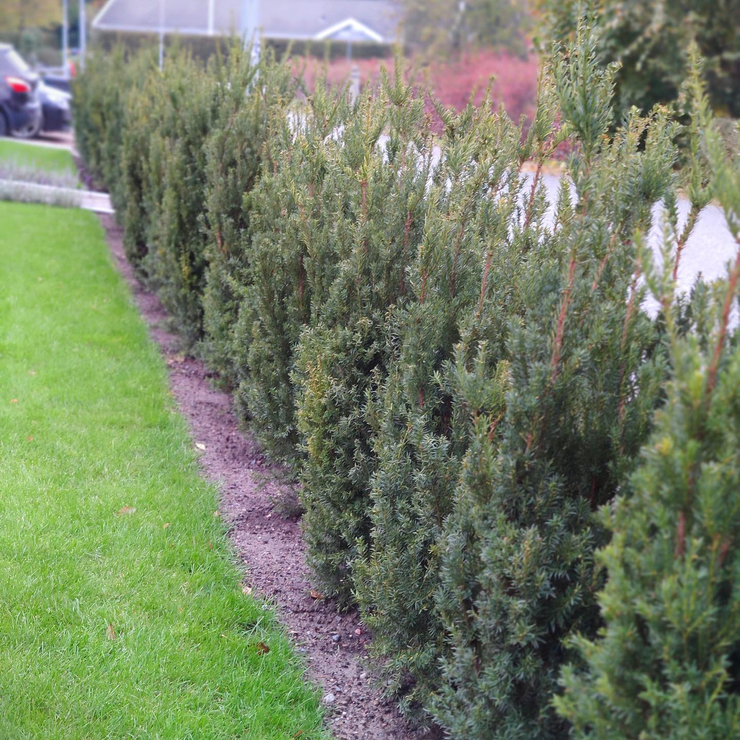 Hybrididegran Taxus Hillii – nyplanterad och frodig