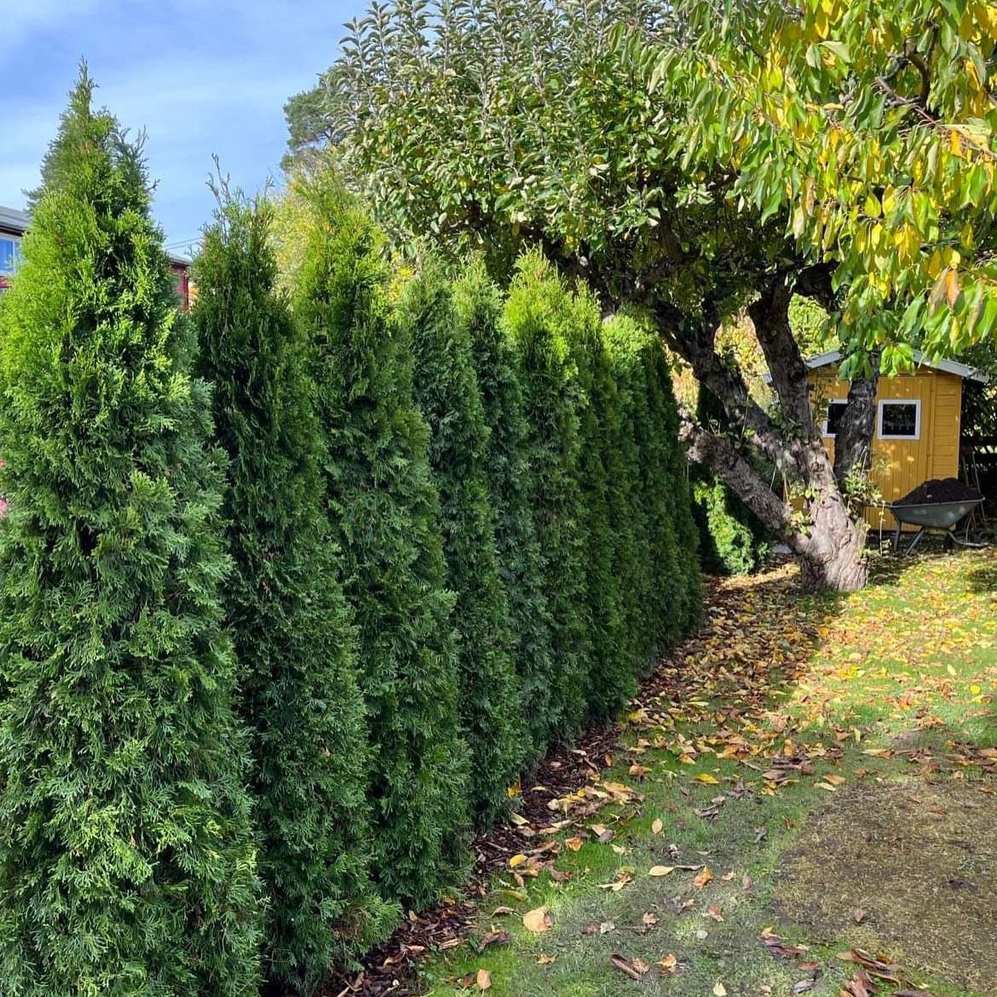 Thuja Smaragd – frodig och frisk