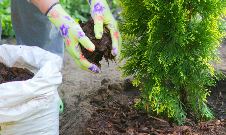 En person som planterar en thuja