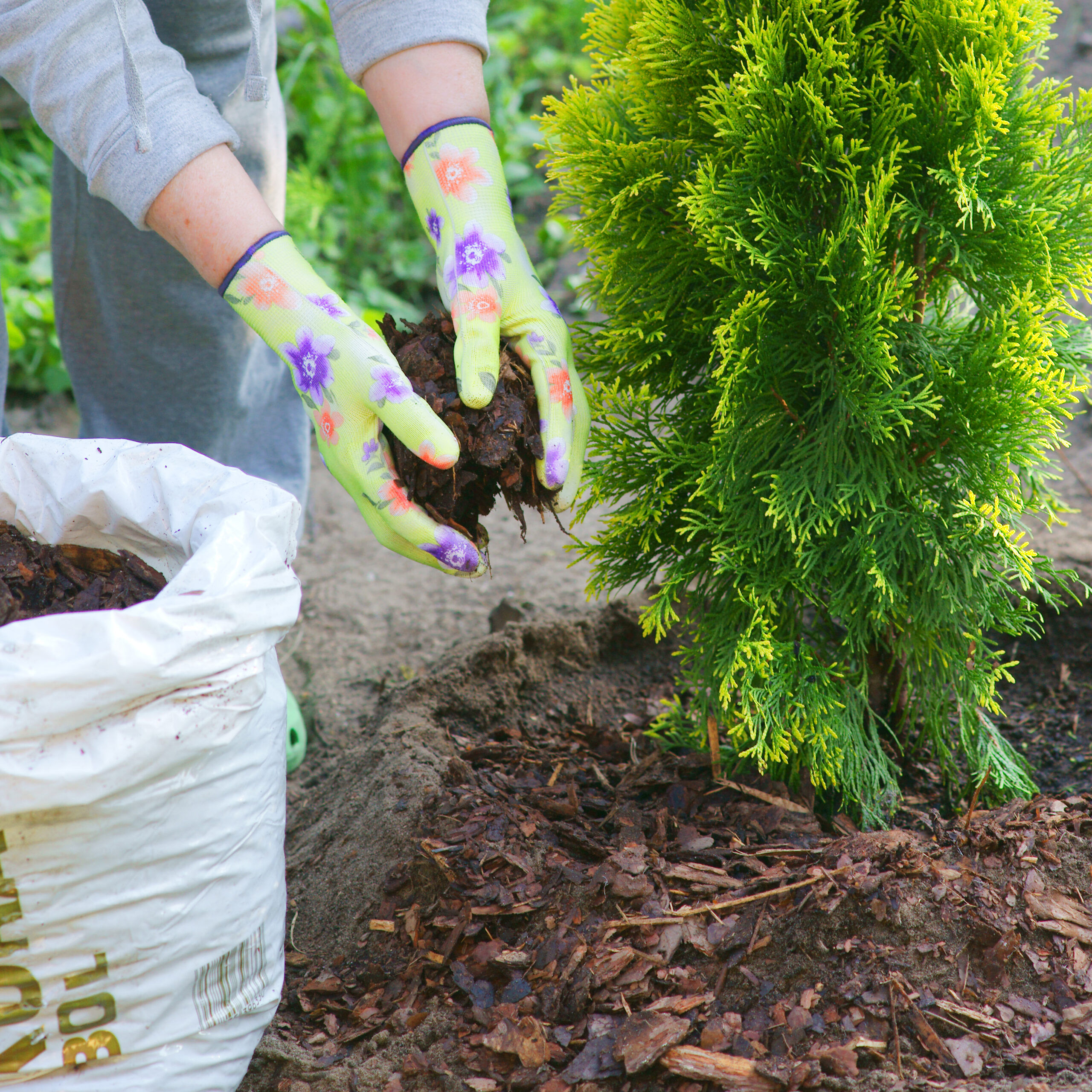 En person som planterar en thuja