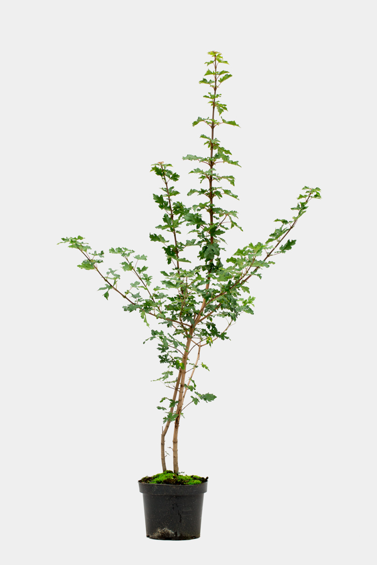 Naverlönn 80-100cm