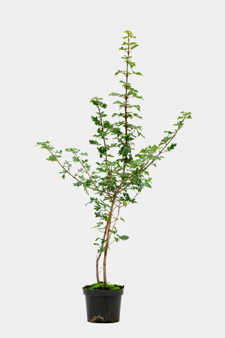 Naverlönn 80-100cm